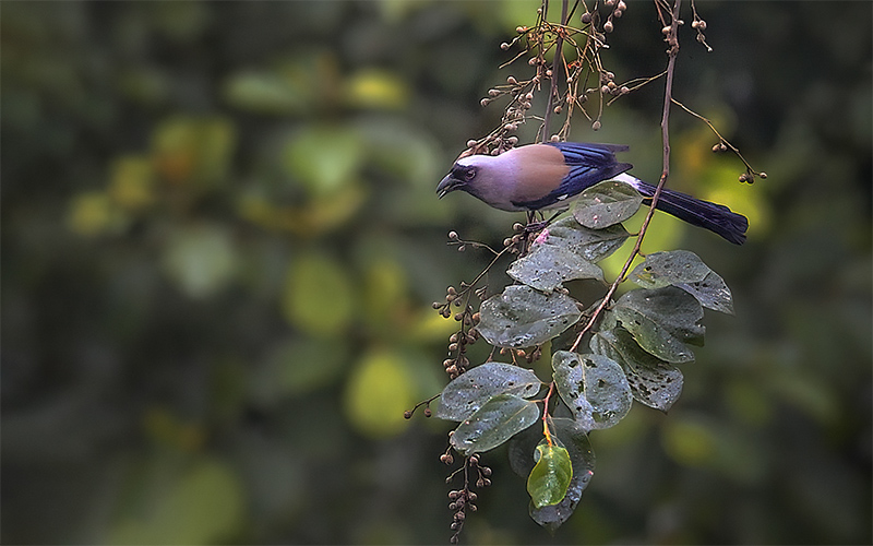 Grey treepie (Dendrocitta formosae) at Phia Oac-Phia De Birding Trails - Northern Vietnam. Photo by: Bui Duc Tien - Vietnam Bird Photography Tours - Vietbirdphototours.com